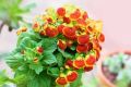 Секреты ухода за кальцеолярией: как продлить ее жизнь и восстановить цветение
