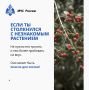 ЯДОВИТЫЕ РАСТЕНИЯ. Бывает, идешь по лесу или улице и видишь красивое растение, но красота – не повод пробовать на вкус, ведь плод может быть несъедобным или вовсе опасным для здоровья