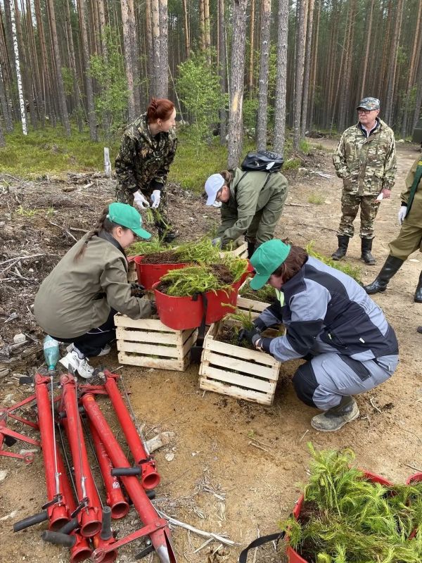 Свыше 9 тысяч гектаров леса восстановили в Карелии Свыше 9 тысяч гектаров леса восстановили в Карелии