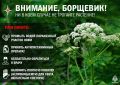 Фотохимический дерматит. Фотохимический дерматит — это болезненные ожоги, которые могут появиться после контакта кожи с соком борщевика