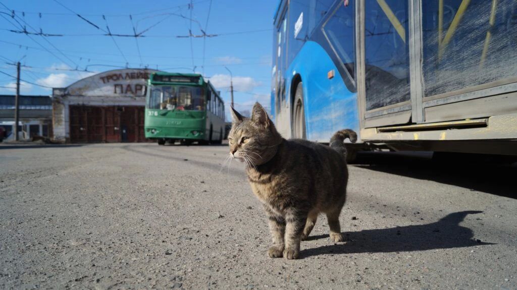 Кошкин дом: 35 кошек обрели хозяев в Петрозаводске, а две отлично прижились в троллейбусном депо Кошкин дом: 35 кошек обрели хозяев в Петрозаводске, а две отлично прижились в троллейбусном депо