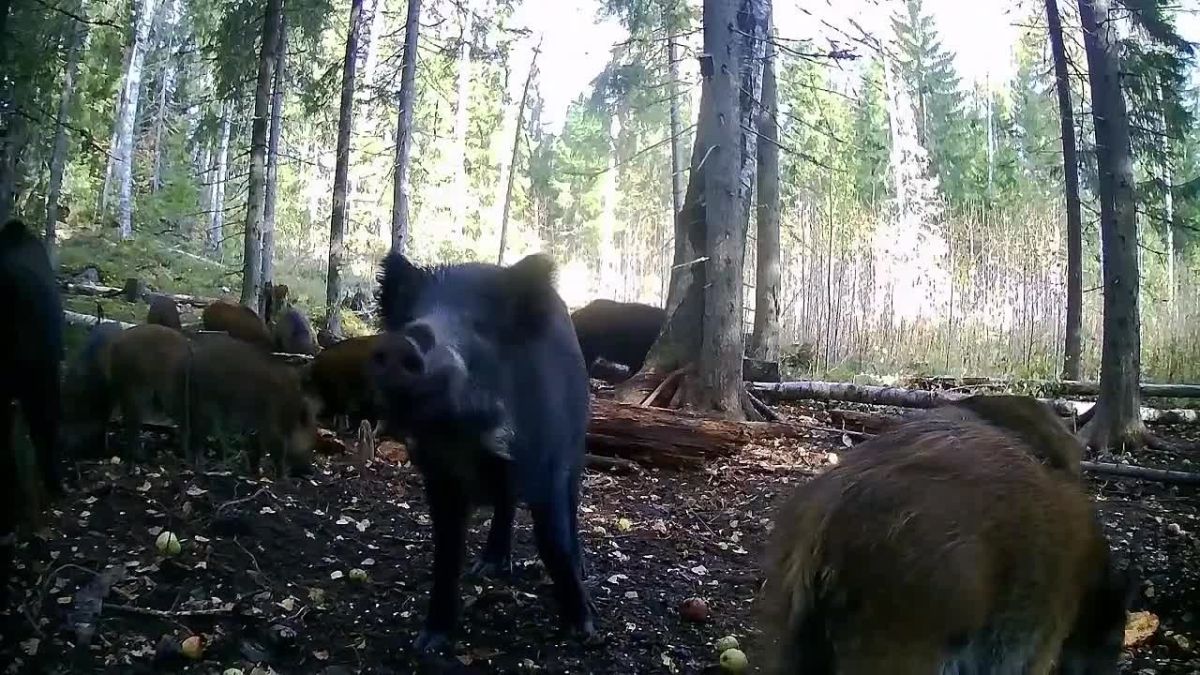 Какой звонкий хруст яблочек! Красавцы-кабаны - в объективе охотинспектора Пряжинского района!